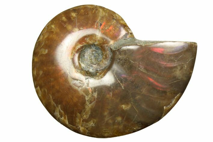 Red Flash Ammonite Fossil - Madagascar #187255